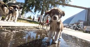 The Dogs of Chernobyl: a Story of Hope and Resilience