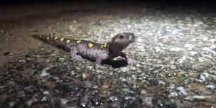 3rd Annual Salamander Festival