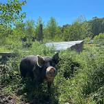 Third Annual Farm BBQ