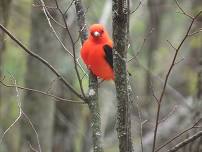 Discovery Series: Beginner Birding