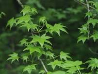 Summer Tree ID Walk n' Talk with Jeff Cooney and Robb Kerr