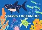 Shark Week '24 & Ocean Life