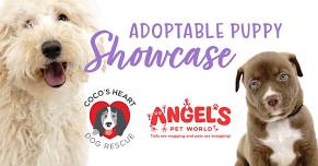 Adoptable Puppy Showcase — Coco's Heart Dog Rescue