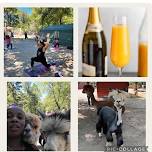 Yoga, Mimosas & Alpacas with Lisa at Alpaca Haven 6/15/24