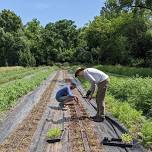 Weekday Volunteering | Tomato Harvesting + Summer Maintenance | Boggy Creek Farm