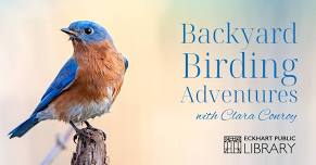 Backyard Birding Adventures