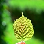 Wild Medicine Walk - Tree medicine and more