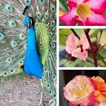 Lakeport Flora and Fauna Gardening Group