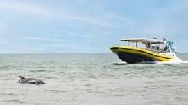 Dolphin Watching Tour - Atlantic Scout