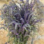 Bishop Spring Lavender at the Central Park Market