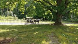 Pioneer Reunion - Descendants of French Creek Pioneers