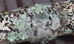 A Beginner’s Look at Lichens