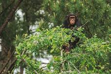 Chimp Chat