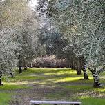 Olive Trees Art Workshop