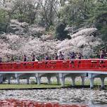 Iwatsuki Castle Park Sakura Festival