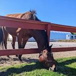 Boundaries - An Equine Assisted Workshop