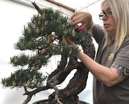 Caroline Scott Bonsai Workshop