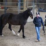 Five Day Foundation Course in Intelligent Horsemanship Techniques