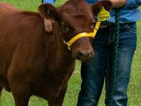 Rutherglen Annual Agricultural Show