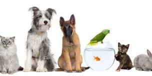 Clay Center Area Pet Vaccination Clinic