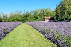 Lavender Festival at Our Legacy Fields