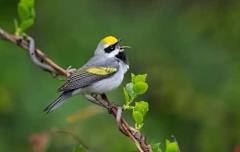 Birding the Kleinstuck Preserve