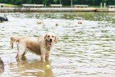 Fall Swim — Neuse River Golden Retriever Rescue