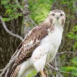 Birds of Prey Drop-In