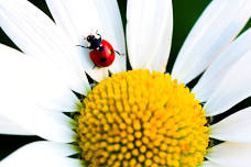 11th Annual Ladybug Day