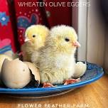 Wheaten Olive Egger Chicks Hatch — Flower Feather Farm: Chicks & Dahlias