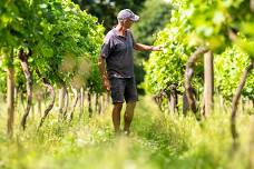 Vineyard tour – Saturday 6th July FULLY BOOKED