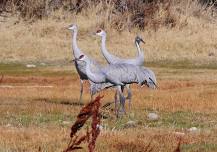 2024 Eckert Crane Days -- Celebrating Sandhill Crane Migration