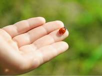 Ladybug Release