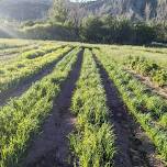 Cover Crops in the Market Garden with Jon Orlando