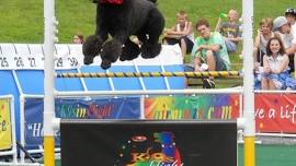 Frisbee Dog Performers, K-9s In Flight