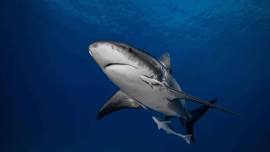 Citizen Science Diving | Bull Shark Monitoring | Isla Murciélago | Saturday June 1st