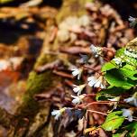 The Lost Shortia: HBS Oconee Bells Celebration