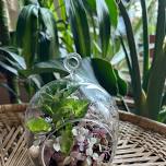 Tropical Terrarium Workshop (Sold Out) — WHBC