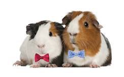 Guinea Pigs in Bow Ties