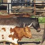 Kory Koontz Team Roping School