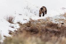 On Grizzly Ground: FREE Film and Panel Discussion (Victor, ID) — Greater Yellowstone Coalition