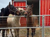 Visit a Horse Farm