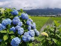 Kaseimachi  Hydrangea Festival