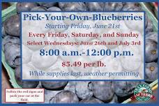 Pick-Your-Own Blueberries