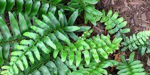 Planting on a Steep Bank (or slope)