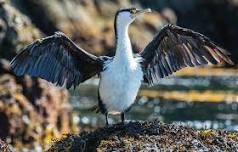 NZ Birds of the Week/Ngā Manu o te Wiki — Wild Dunedin