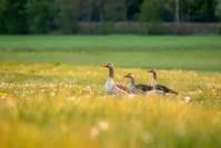 Summer Nature Walk