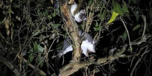 Creatures of the Night at Bald Hill Reserve