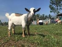 Iowa Goat Yoga at Coco's Ranch