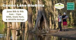 Diario del proyecto Caddo Lake BioBlitz